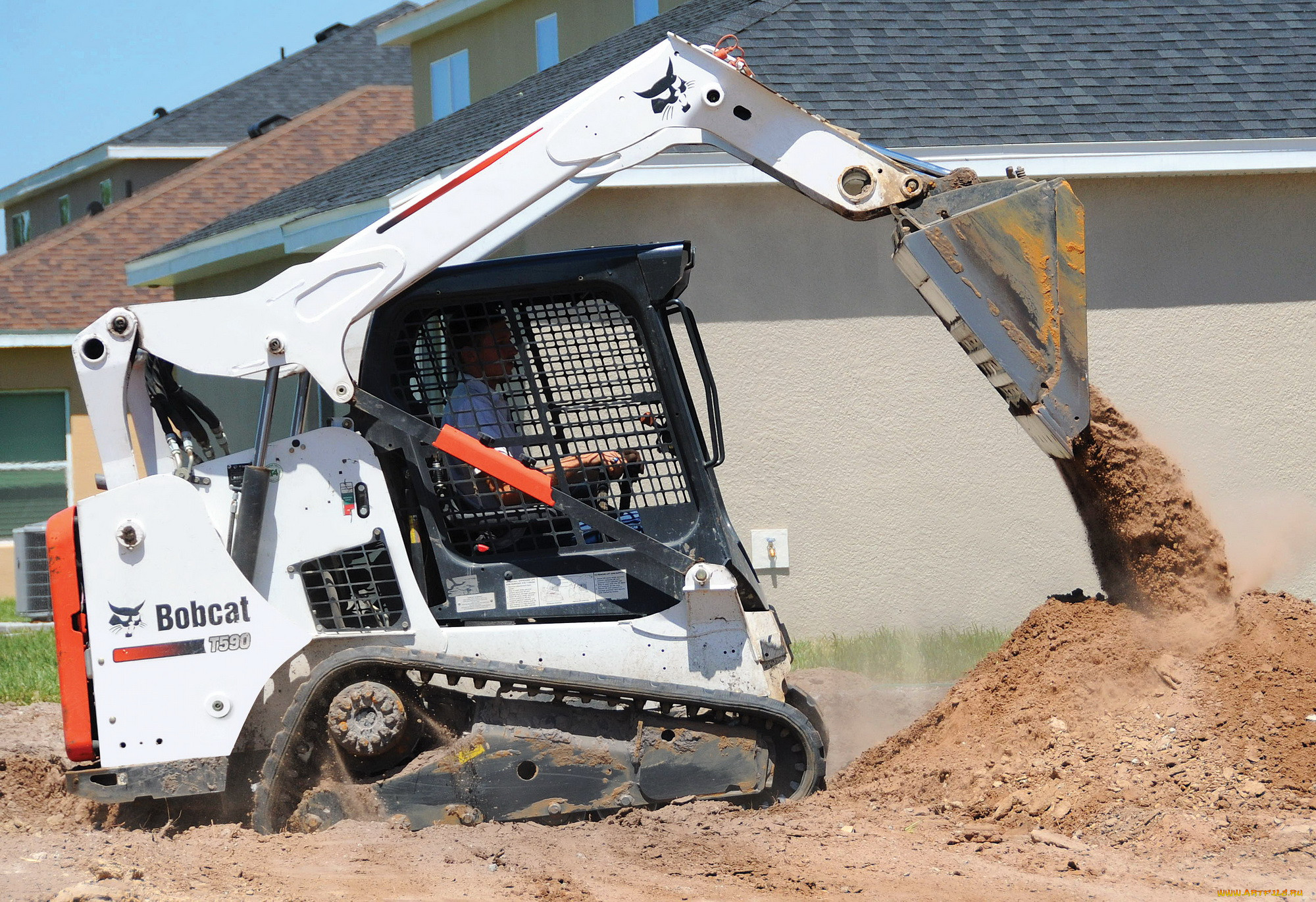 ,  , bobcat